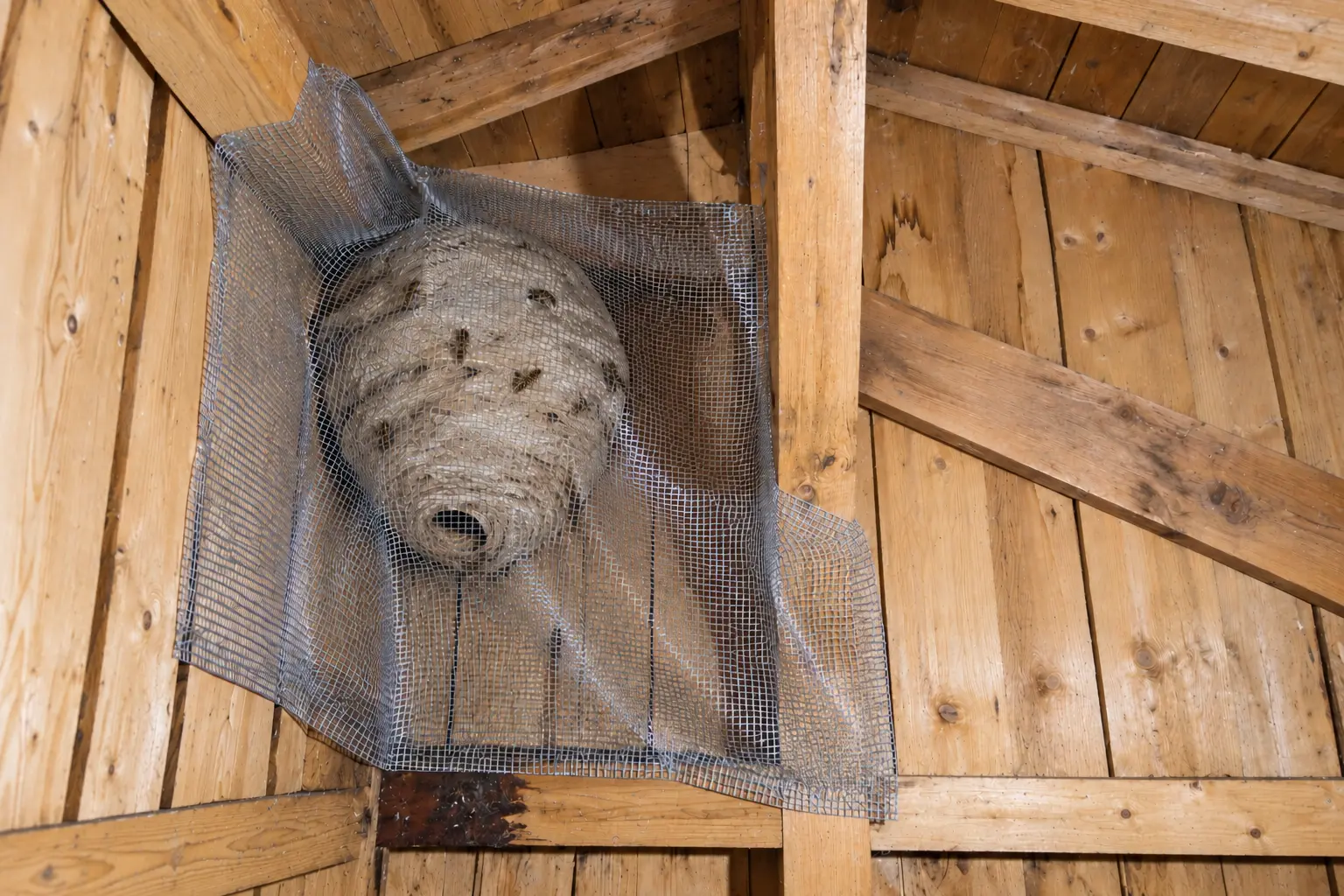 Fachgerechte Einhegung eines Hornissennestes in einem Holzschuppen